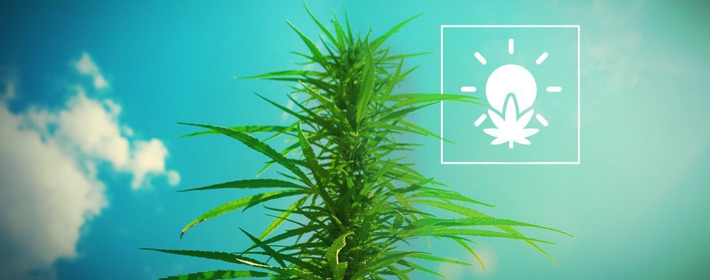 Sådan dyrker du cannabis udendørs