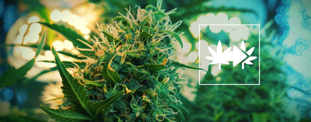 Den bedste måde at klone cannabisplanter på