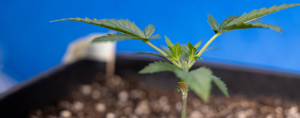 Topping af cannabis: Alt, du skal vide