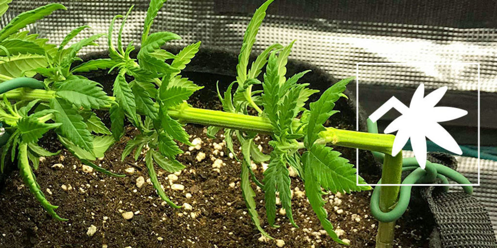 Super cropping af cannabis: Alt, du skal vide