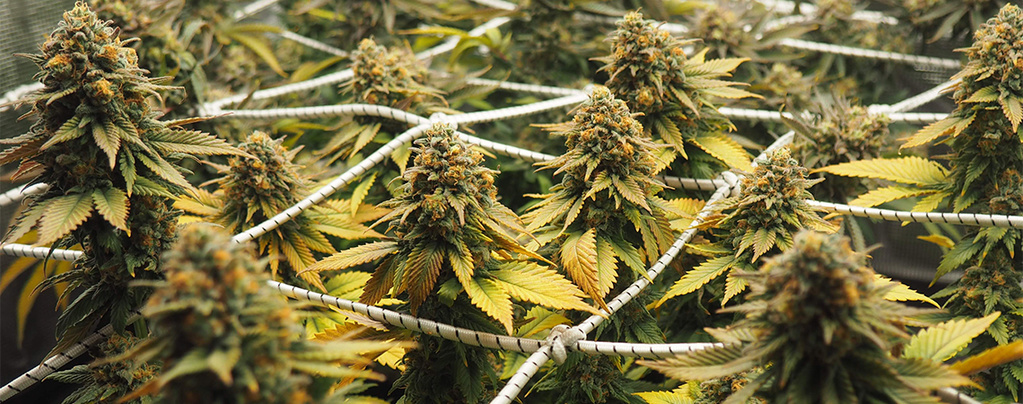 Dyrkning af cannabis med ScrOG: Den komplette guide til maksimalt udbytte