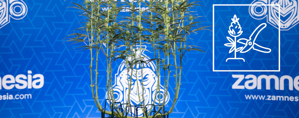 Sådan lollipopper du cannabis