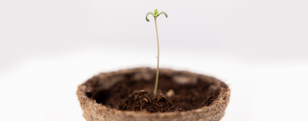 Den vegetative fase i cannabisdyrkning