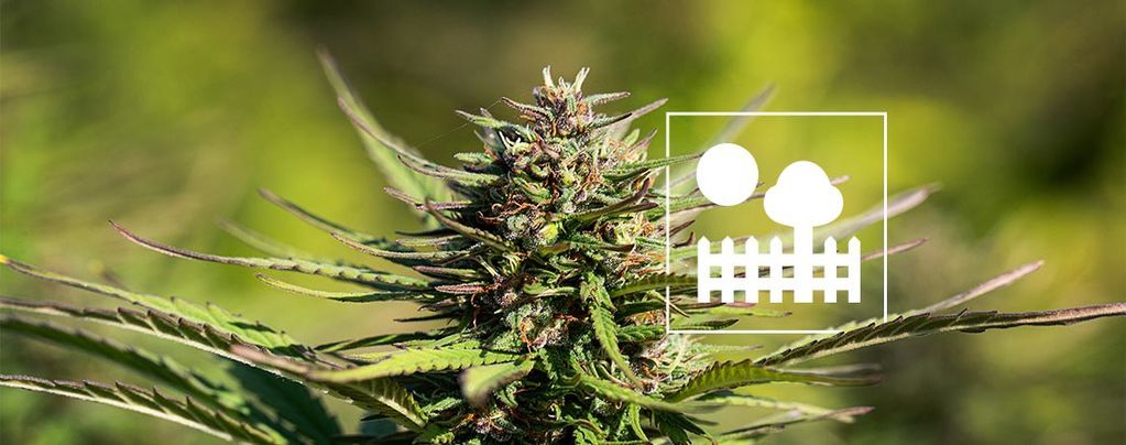 Dyrkning af cannabis i haven eller baghaven