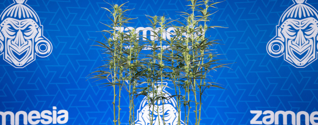 Afløvning af cannabis: Alt, du skal vide