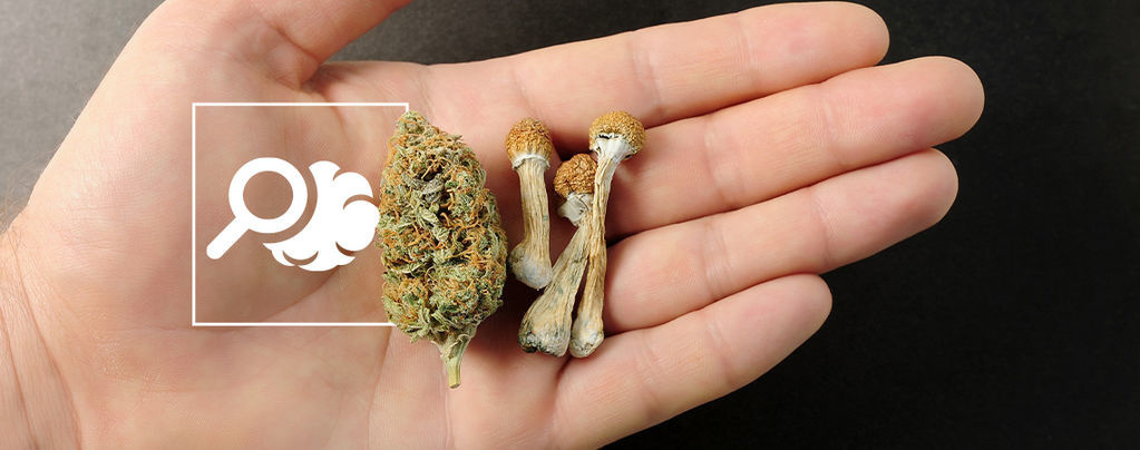 Alt, du skal vide om mikrodosering af psykedelika og cannabis