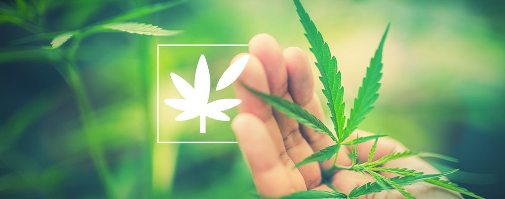 Alt om cannabisplantens anatomi