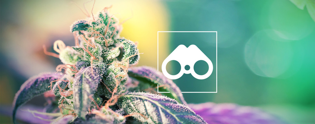 Cannabis pheno hunting: Alt, du skal vide