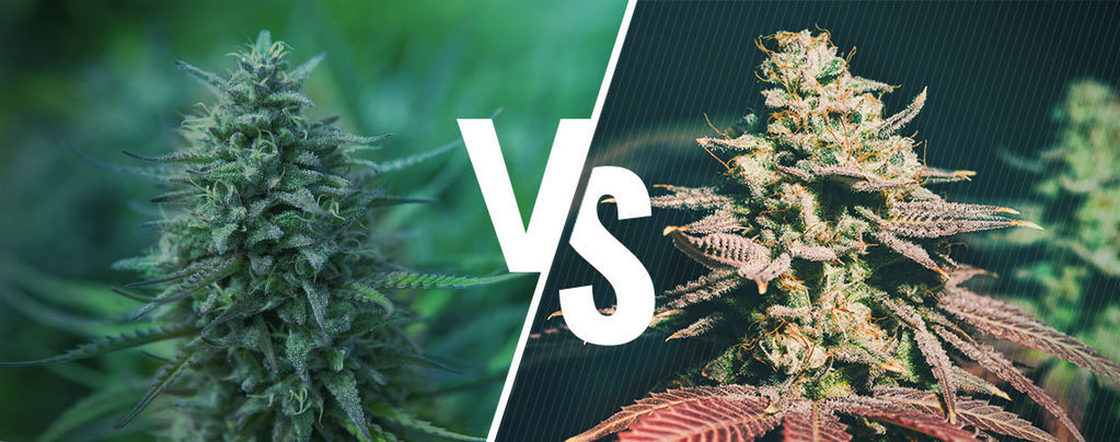 Fotoperiode vs. Autoflowering cannabis: Hvilken passer bedst til dig?