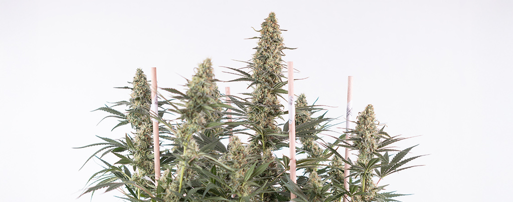Sådan dyrker du Autoflower: Den komplette guide