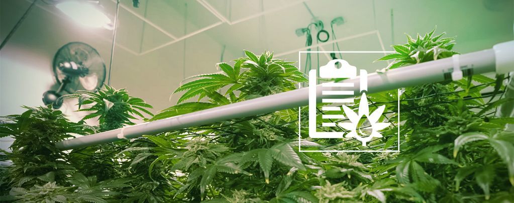 De forskellige typer hydroponiske systemer til at dyrk cannabis