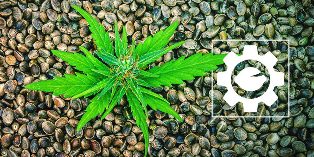 Hvad er Autoflower cannabisfrø?