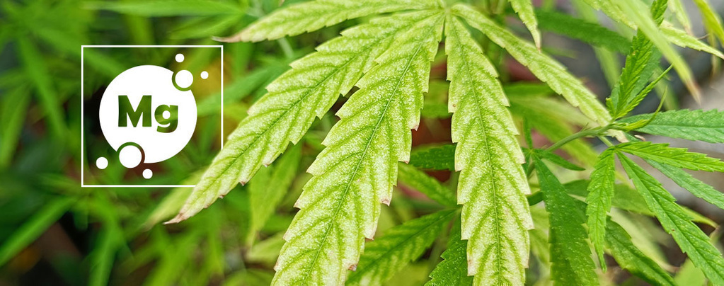 Magnesiummangel i cannabis