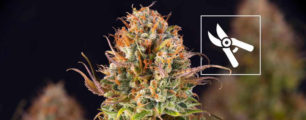 Hvornår skal cannabisplanter høstes