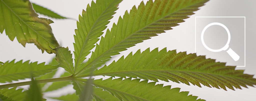 Fosformangel hos cannabisplanter: Symptomer og løsninger
