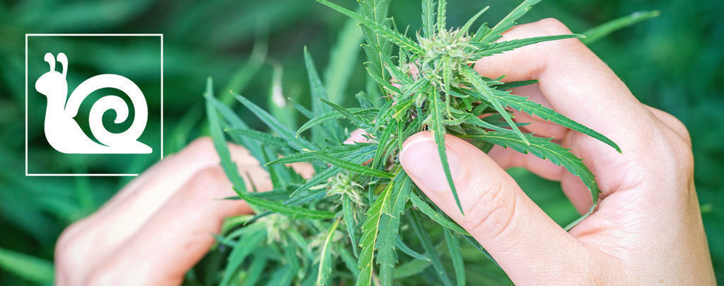 Langsom cannabisvækst: årsager og sådan løser du det