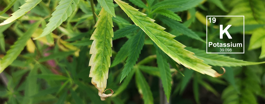 Kaliummangel i cannabisplanter