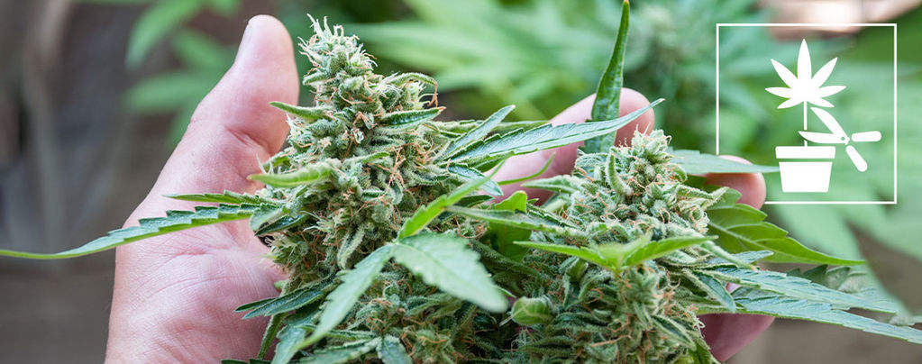 Den komplette begynderguide til forskellige træningsteknikker for cannabisplanter