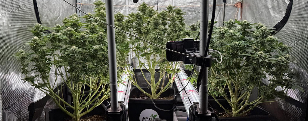 Intercanopy-belysning i cannabis: Bør du gøre det – eller lade være?