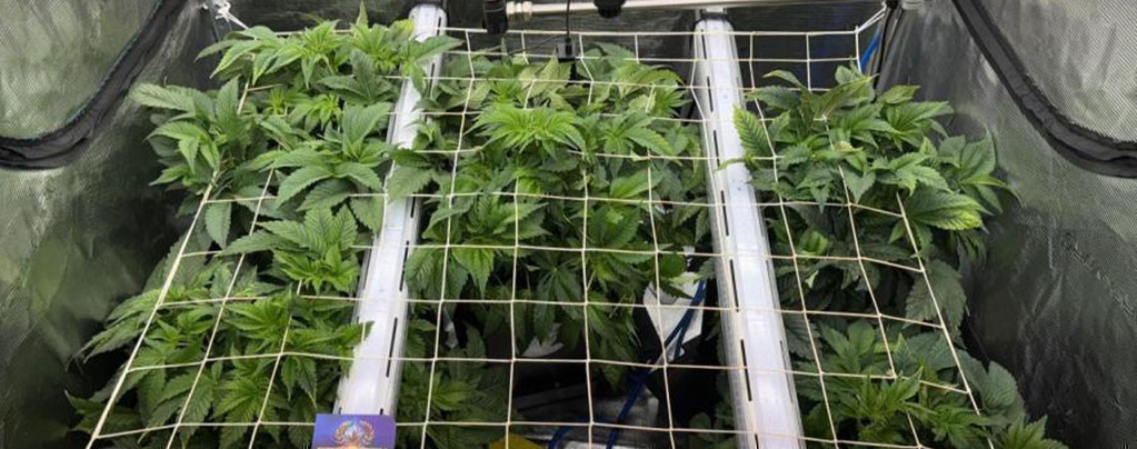Under-kronedække-belysning til cannabis: Forbedrer væksten & sådan implementerer du det