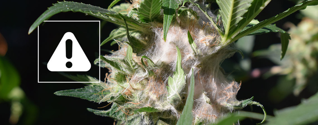 Sådan opdager og forebygger du bud rot, når du dyrker cannabis