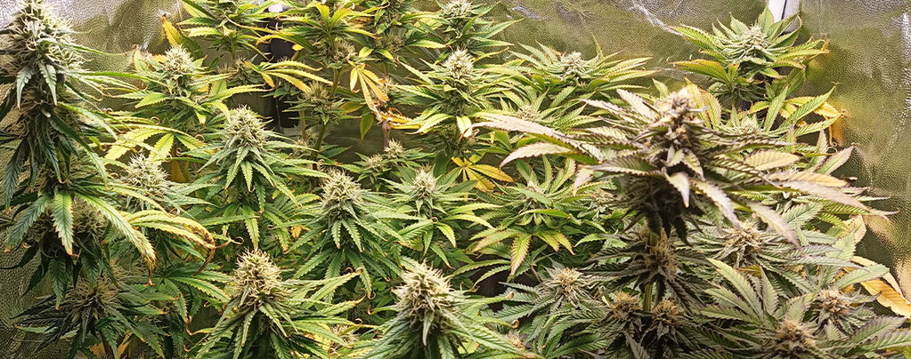 pH til cannabis: Sådan måler og justerer du den