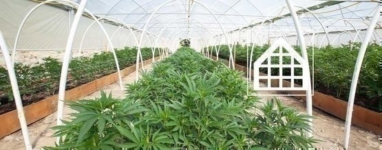Hvorfor du bør dyrk cannabis i et drivhus eller en udestue