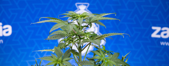 Hvorfor krøller mine cannabisblade nedad?