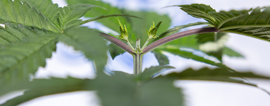 Topping af Autoflower for større udbytte: Det skal du vide