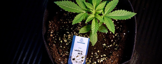 Ompotning af Autoflower: Skånsomme greb for sunde rødder
