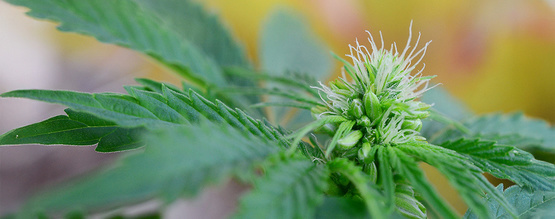 Hermafroditiske cannabisplanter: Tidlige tegn, billeder og hvad du kan gøre