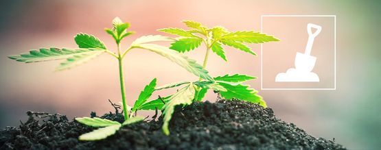 Alt, du skal vide om at dyrke cannabis i jord