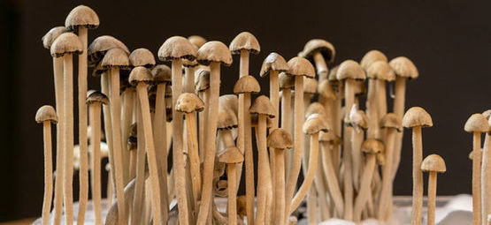 Hvad er Panaeolus cyanescens?
