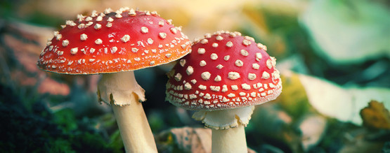Hvad er Amanita muscaria?