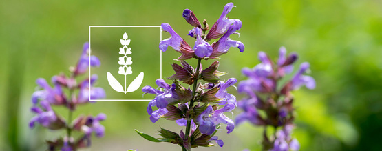 Salvia divinorum: Alt, du skal vide