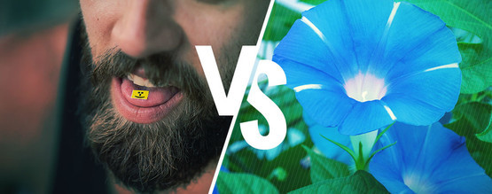 LSD vs. LSA - Forskellen