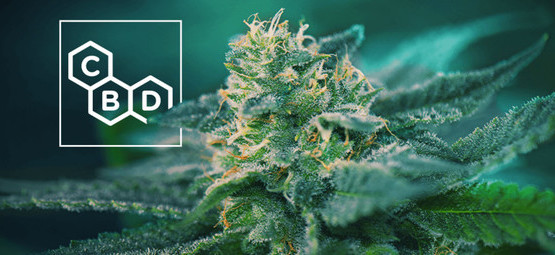 CBD-rige cannabissorter