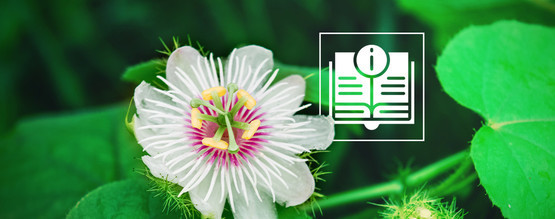 Passionsblomst: Alt, du behøver at vide