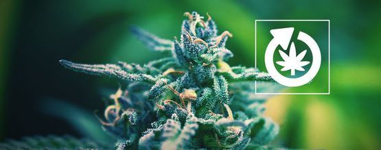 Cannabisplantens livscyklus