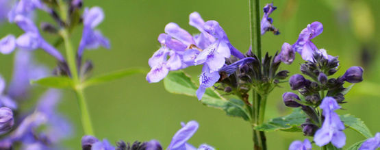 Skullcap: Alt, du skal vide