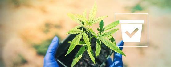Sådan vælger du den rigtige potte til dine cannabisplanter