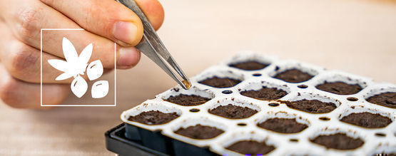 Sådan spirer du cannabisfrø med et Smart Start Kit