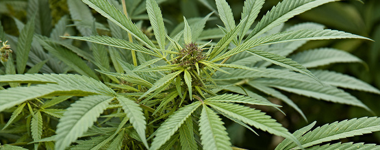 Hvad er cannabis sativa?