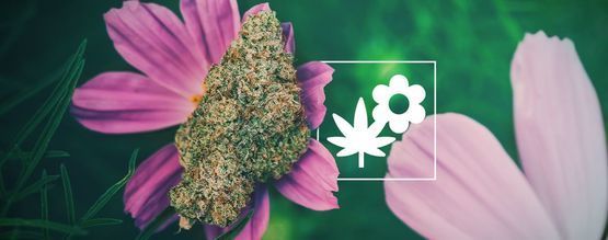 Sådan dyrker du bedre cannabis med ledsagerplanter