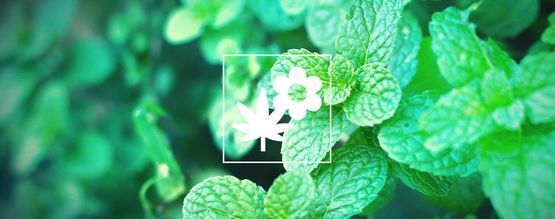 Ledsagerplantning til cannabis: Mynte