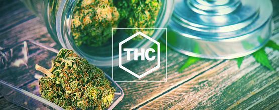 Alt, du skal vide om THC
