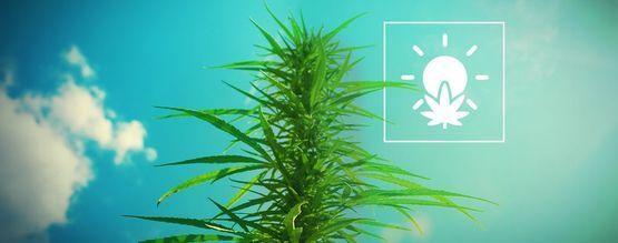 Sådan dyrker du cannabis udendørs