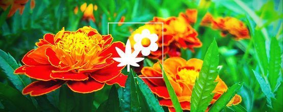 Ledsagerplantning til cannabis: Tagetes