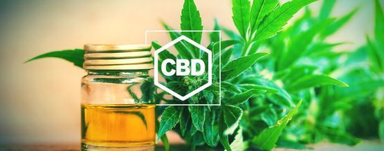 Alt, du skal vide om CBD