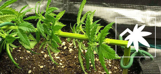 Super cropping af cannabis: Alt, du skal vide